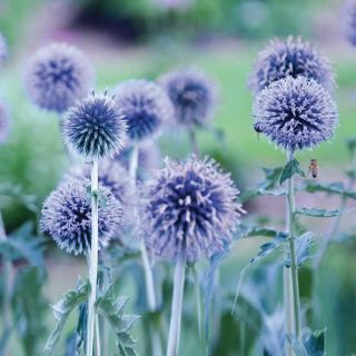 Blue Glow Globe Thistle Thumbnail